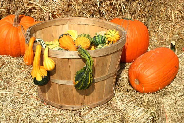 Bunch of gourds in a basket with hay — Stock Photo, Image
