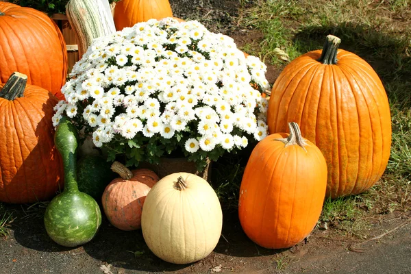 Bunch of pumpkins and a mum — Stock Photo, Image