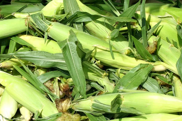 Freash picked corn on the cob background — Stock Photo, Image