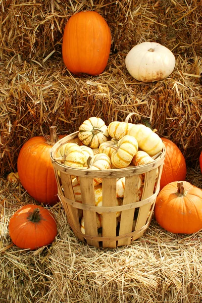 Pumpkins and gourds in a basket — Stock Photo, Image