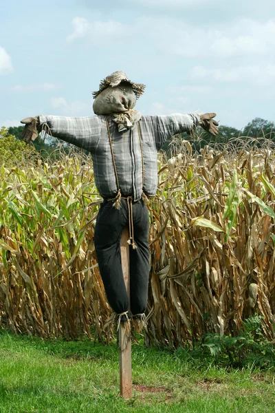 Espantapájaros protegiendo un campo de maíz — Foto de Stock