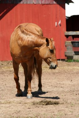 Chestnut horse near a red barn