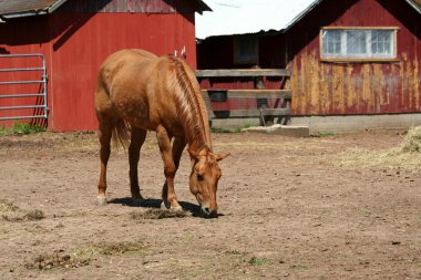 Chestnut horse near a red barn