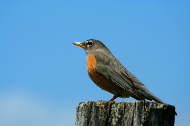 redbrested robin çit sonrası