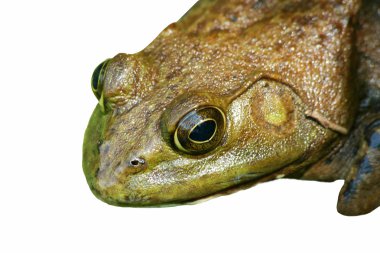 Close up of an American bullfrog clipart