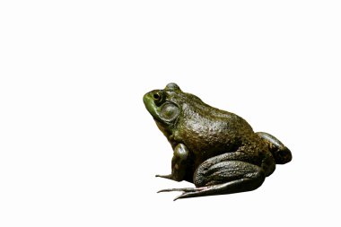 American bullfrog clipart