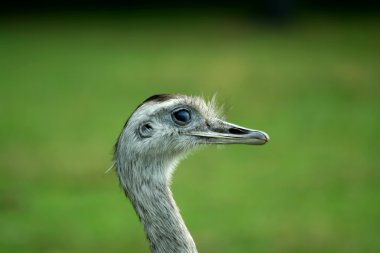 Close up of a Rhea clipart