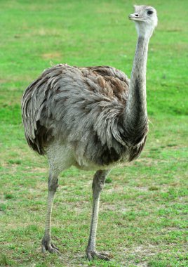 Rhea walking through a field clipart