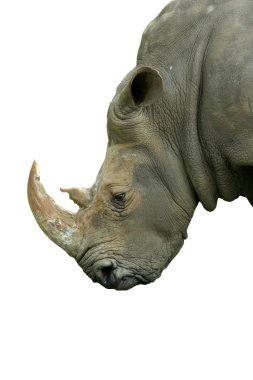 Isolated White Rhinoceros head on white