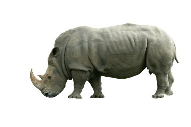 Isolated White Rhinoceros on white clipart