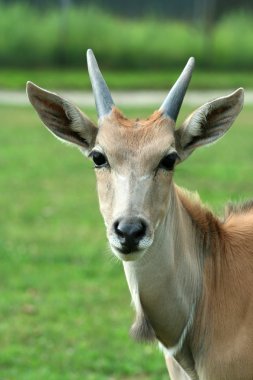 meraklı eland