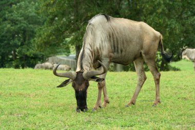 yeşil bir alanda otlayan gnu