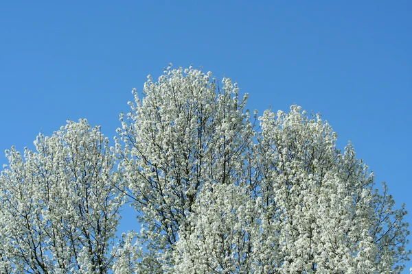 Белое цветущее дерево — стоковое фото