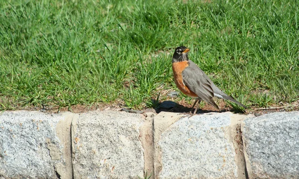 Redbrested Robin on a curb — Stock Photo, Image