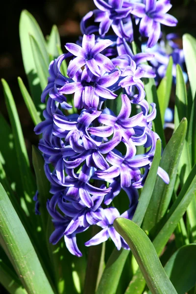 stock image Purple Hyacinth flower