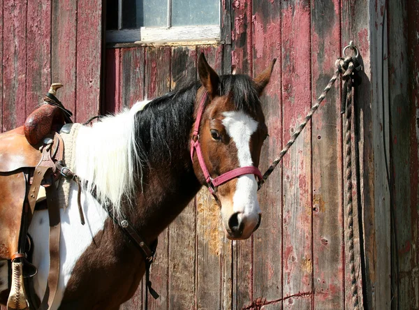 Saddled horse tied to a barn — Stock Photo, Image