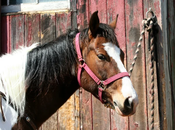 Оседлая лошадь привязана к амбару — стоковое фото