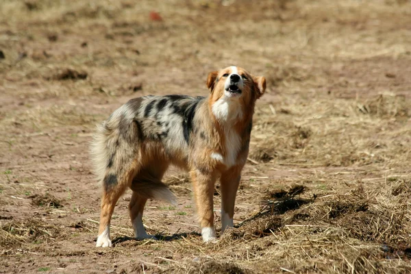 Štěkající pes farma — Stock fotografie