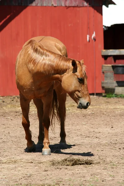 Каштановый конь возле красного амбара — стоковое фото
