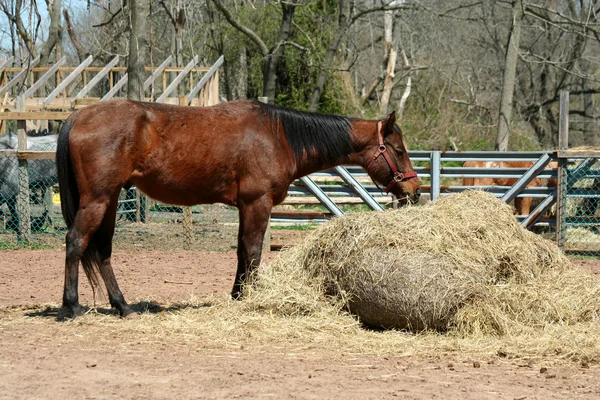 Bruin paard voeden met hooi — Stockfoto