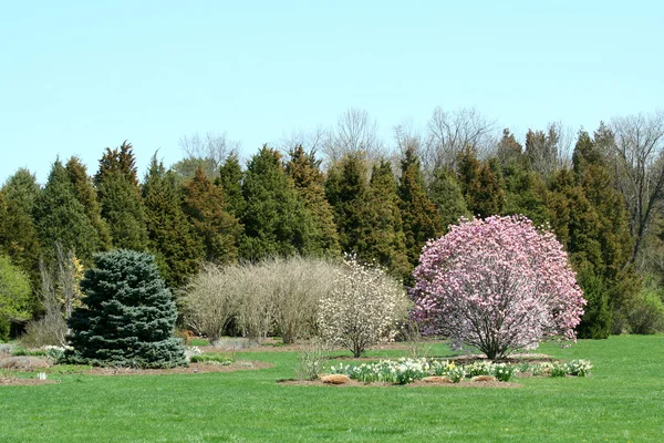 Árvores florescentes em um parque — Fotografia de Stock