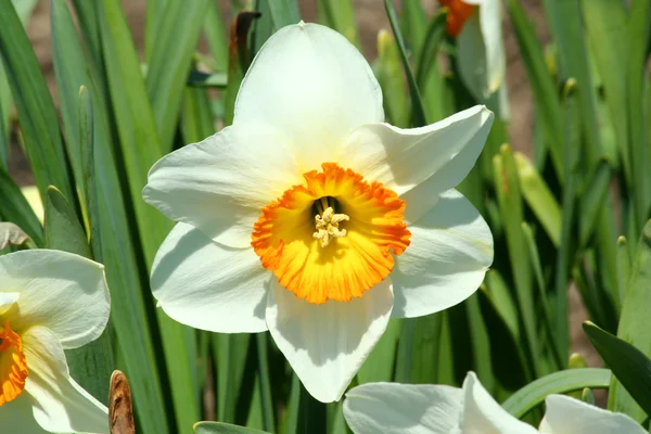 Frühling Gelbe Narzisse — Stockfoto