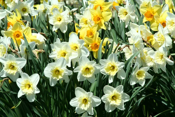 Spring time Yellow Daffodils background — Stock Photo, Image