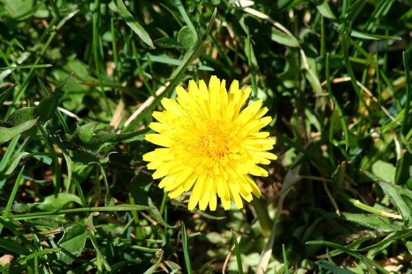 Single dandelion in some green grass — Stock Photo, Image