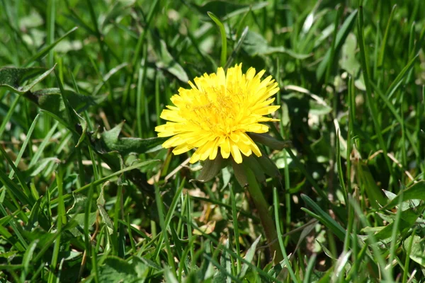 Single dandelion in some green grass — Stock Photo, Image