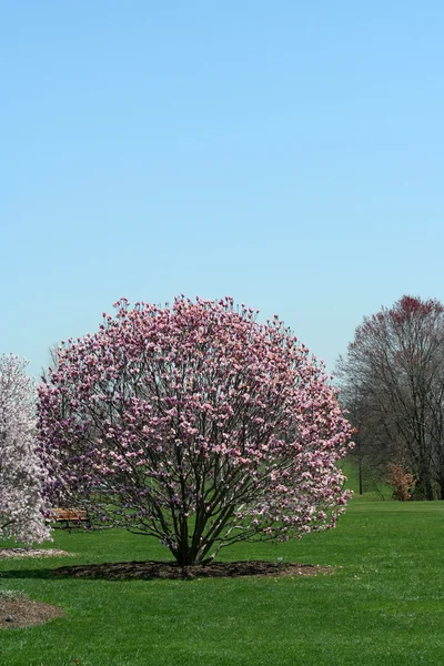 Цветущие деревья в парке — стоковое фото