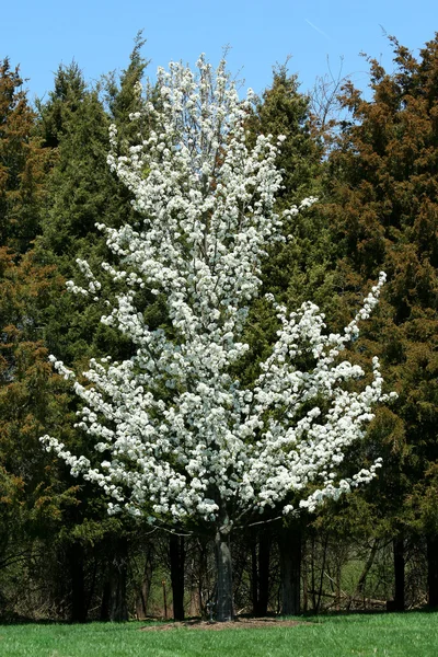 Pêra chaminé florescente na primavera — Fotografia de Stock