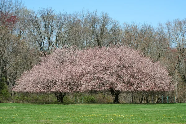 公園に咲く木 — ストック写真