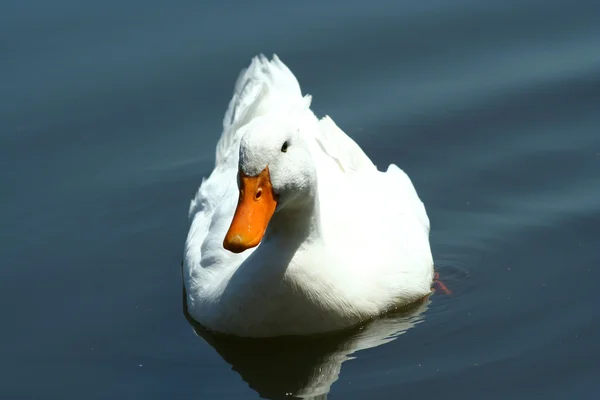 Pato blanco doméstico en un estanque —  Fotos de Stock