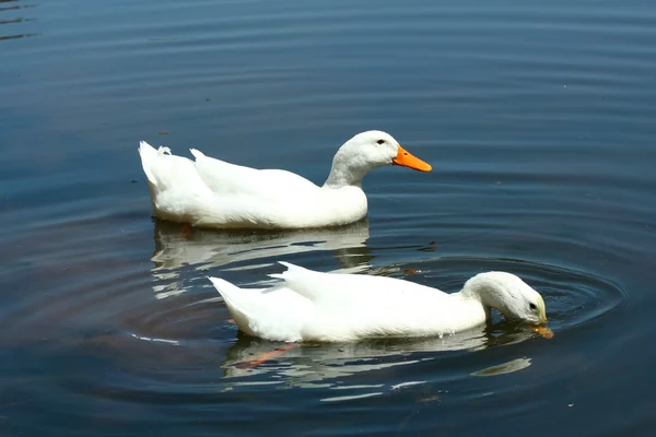 Patos domésticos brancos em uma lagoa — Fotografia de Stock