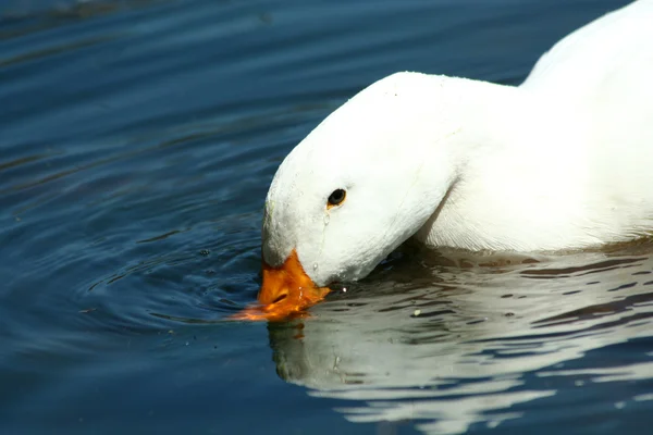 White domestic duck drinking in a pond — Stock Photo, Image