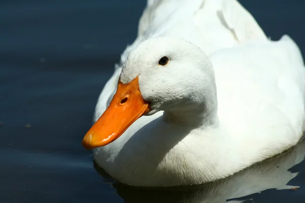 White domestic duck in a pond — Stock Photo, Image