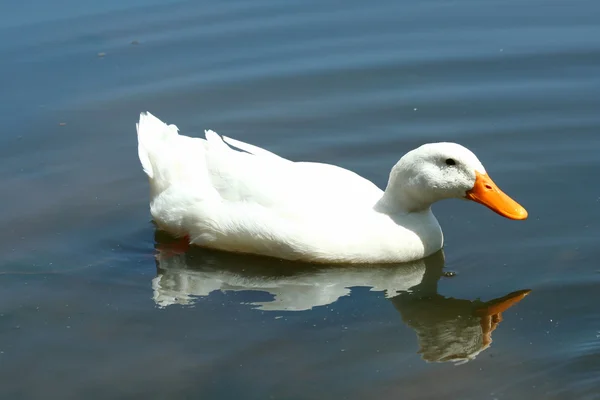 Белая утка в пруду — стоковое фото