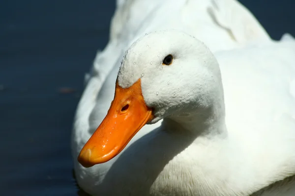 Pato doméstico branco em uma lagoa — Fotografia de Stock