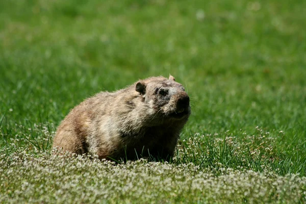 Una marmota saliendo de su agujero —  Fotos de Stock