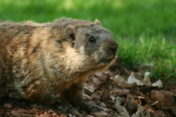 Groundhog saindo de seu buraco — Fotografia de Stock