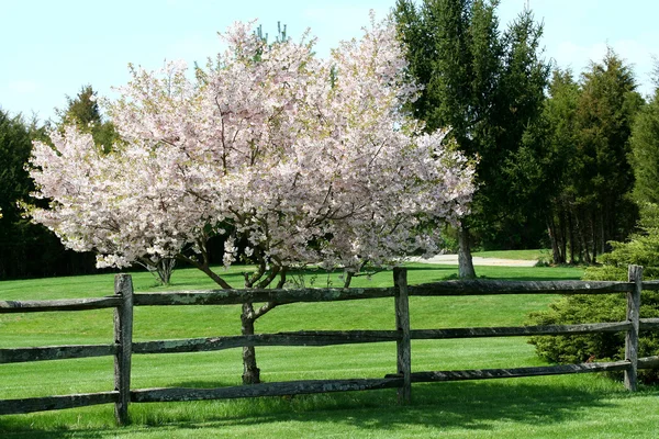 Tree blooming near a fence — Stock Photo, Image