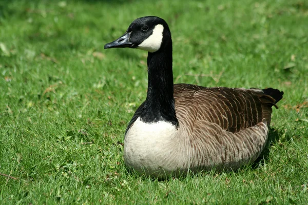 Canadian goose resting on a lawn — Stock Photo, Image