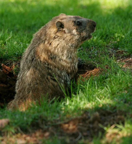 Groundhog saindo de seu buraco — Fotografia de Stock