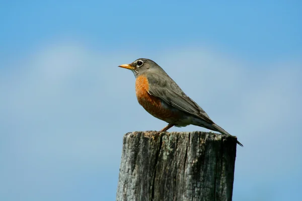 Redbrested robin on a fence post — Stock Photo, Image