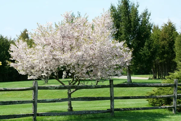 Árvore florescendo perto de uma cerca — Fotografia de Stock