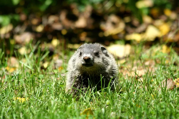 Baby ground hog in the grass — Stock Photo, Image