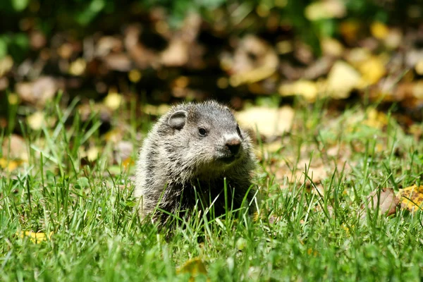 Bébé marmotte dans l'herbe — Photo