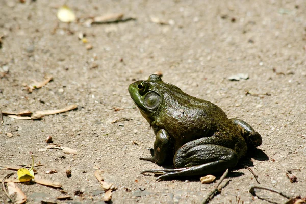 American bullfrog — Stockfoto