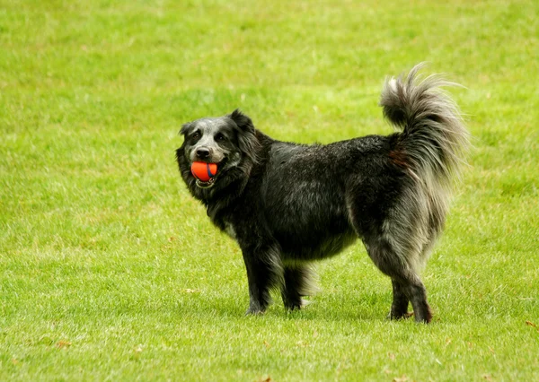 Černý pes s míčem — Stock fotografie