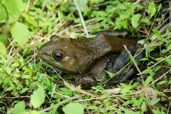 American Bullfrog in the grass — Stock Photo, Image